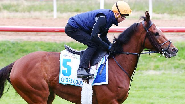 Cross Counter will be the most inexperienced runner in the Melbourne Cup. The Charlie Appleby stayer has only had seven starts but he is among the leading contenders. Picture: Getty Images