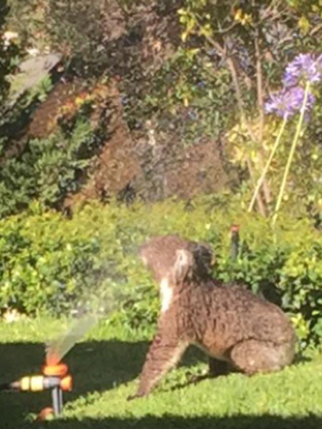 A koala cools off before joining his friends up in the trees. Picture: Jane Rogers