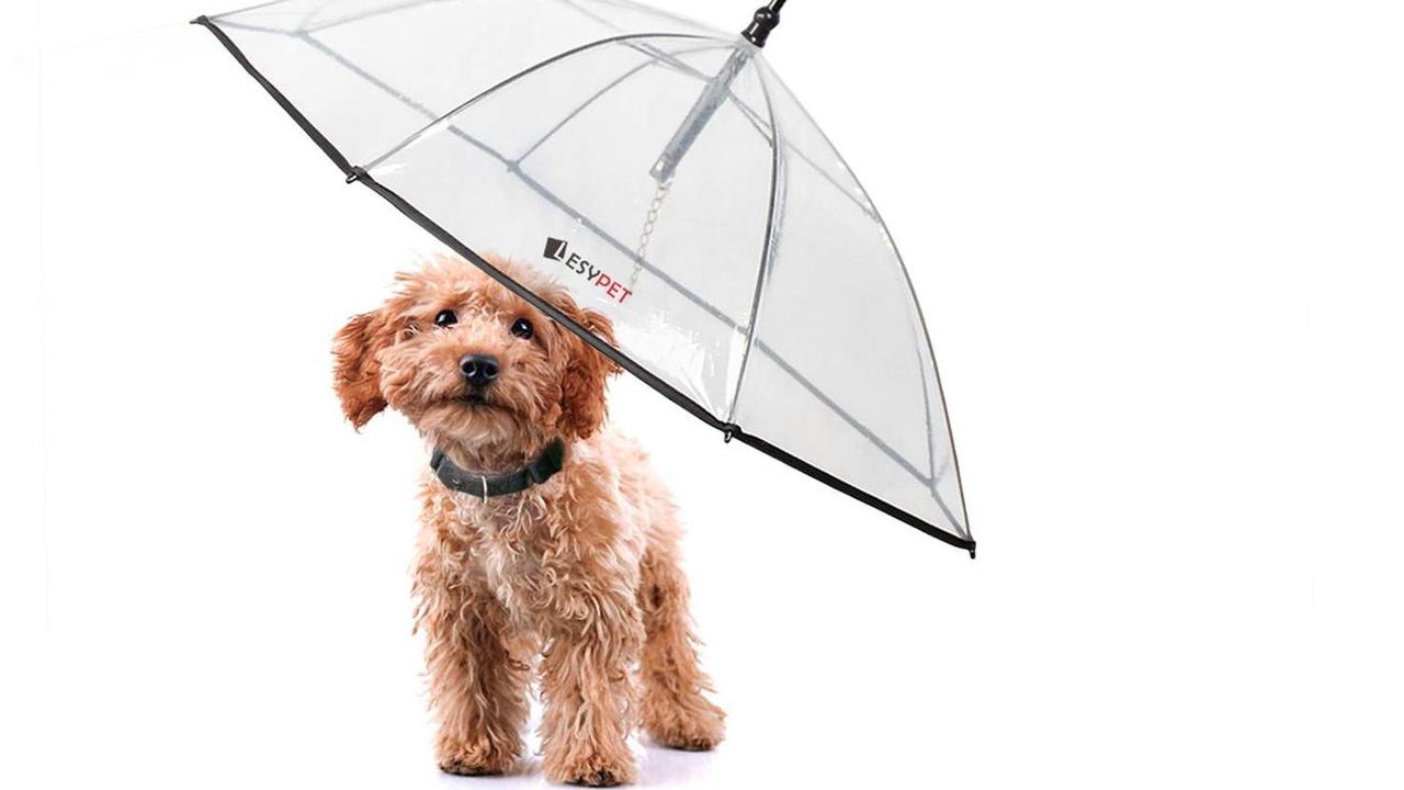 Dog under hot sale umbrella