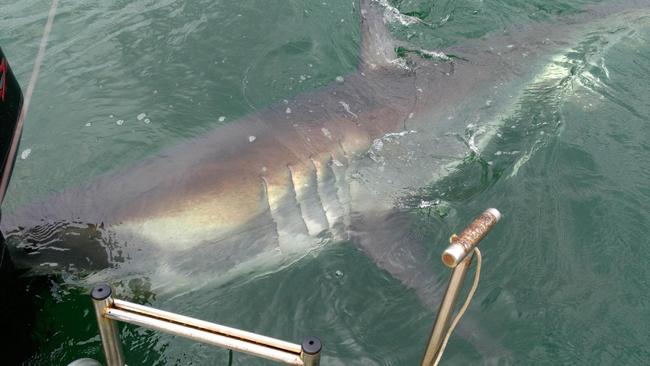 Shark spotted in Lake Macquarie at Gwandalan | Daily Telegraph