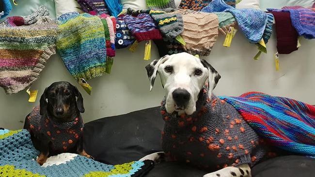 A photo of an unnamed dachshund and Barry the Dalmation posted by Storybook Farm-Sacred Animal Garden on Tuesday March 19th. 