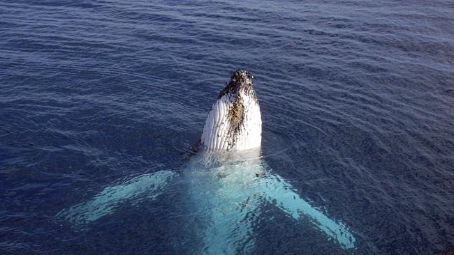 A humpback whale swims in the ocean off Hervey Bay. Picture: Istock