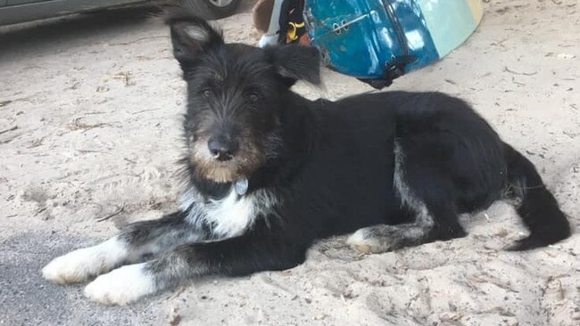 Irish wolfhound Bucket was euthanased after being shot with an arrow at a South Golden Beach property. Bucket was described on social media as "a gentle soul who lived life to the fullest".