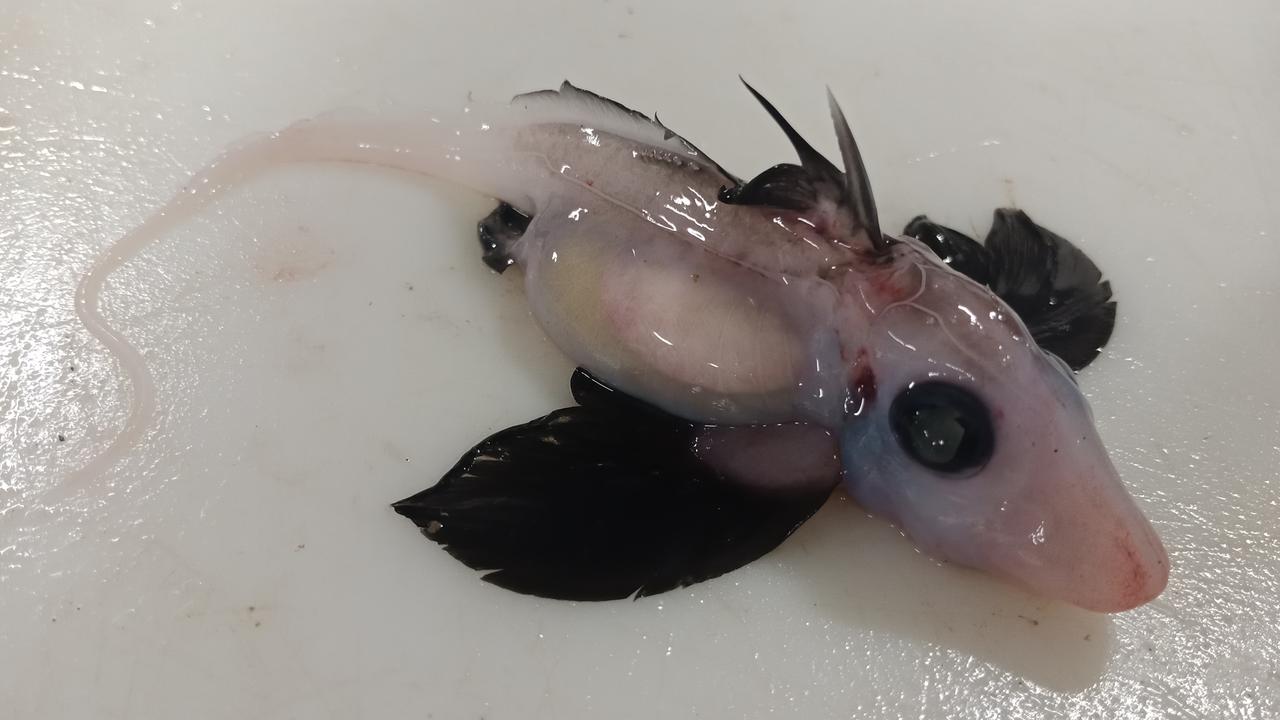This rare baby ghost shark was found at a depth of 1200m off the east coast of New Zealand’s South Island. Picture: Brit Finucci