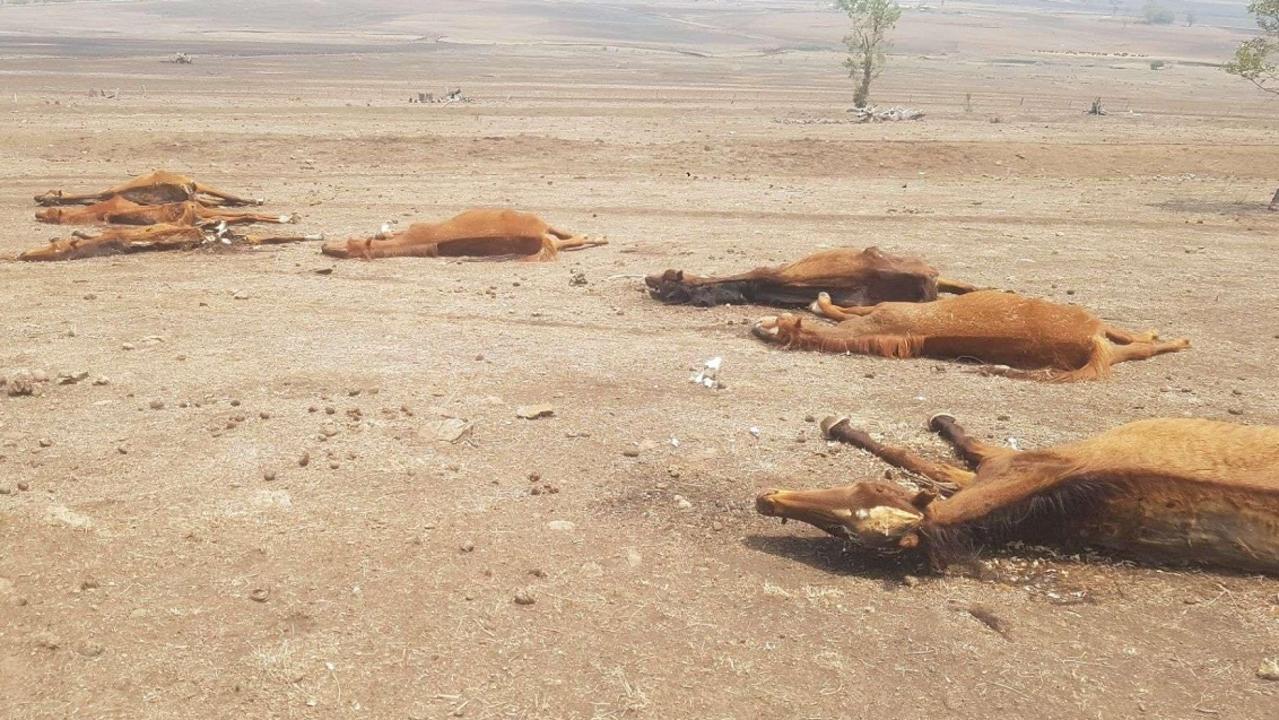 Starving and dead horses photographed at Toowoomba farm Herald Sun