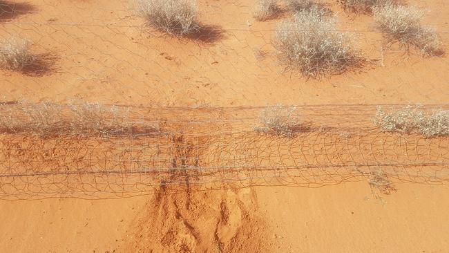 Tracks from a dog crawling under the Dog Fence at the corner of Frome Downs and Curnamona in the northeast of the state.