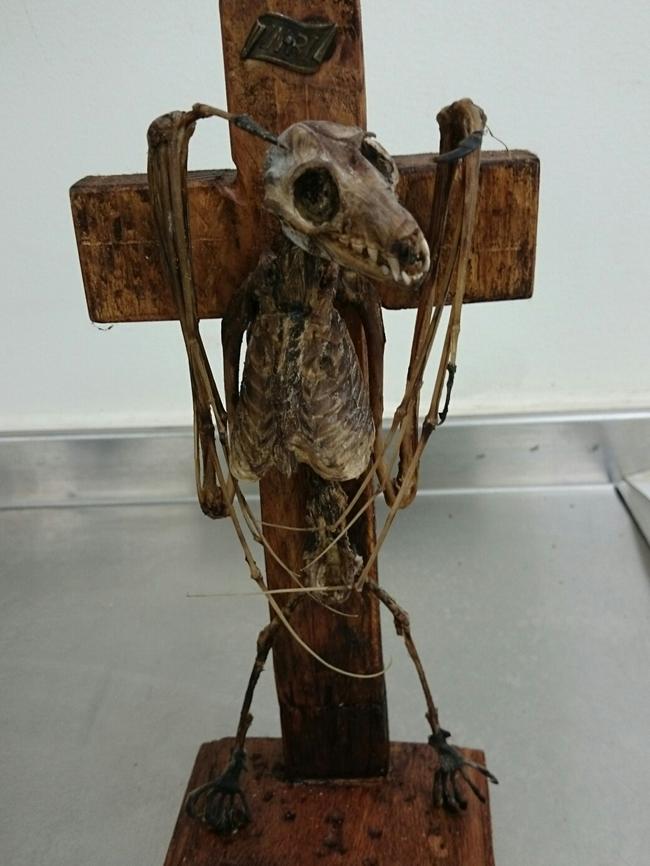 A bat on a crucifix. Picture: Federal Department of Agriculture and Water Resources