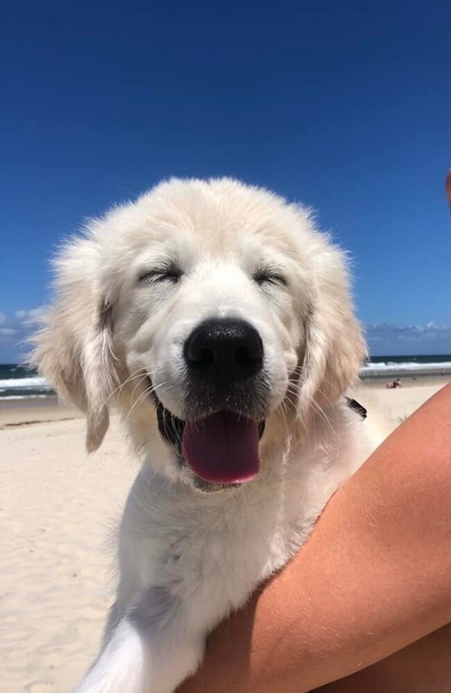 Marshall from Miami. He is a true Golden Retriever, from his adorable puppy dog eyes and his coat as soft as a cloud, to his loveable cuddles every morning and night. You can catch Marshall swimming at the beach with his Mum and Dad or with one of his many doggie friends on the weekend