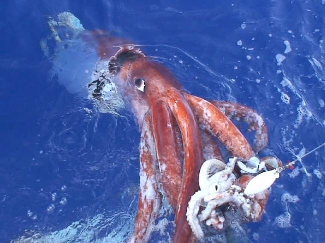 The University of Queensland reports scientists have just completed mapping the brain of a squid. AFP PHOTO/ THE NATIONAL SCIENCE MUSEUM/HO