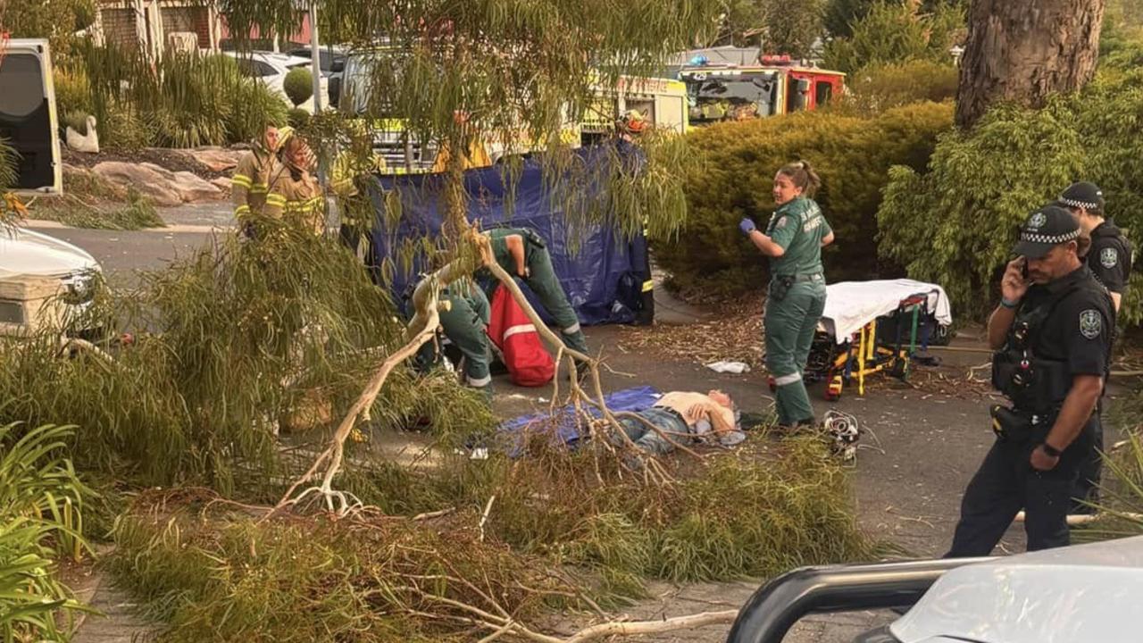 Experts weigh in on tree danger after four injured in two days