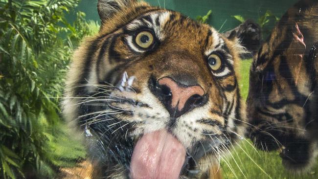 Dreamworld tiger "Jaya" licks the window of the new enclosure called "Tiger Island's Up Close Experience" at Dreamworld.