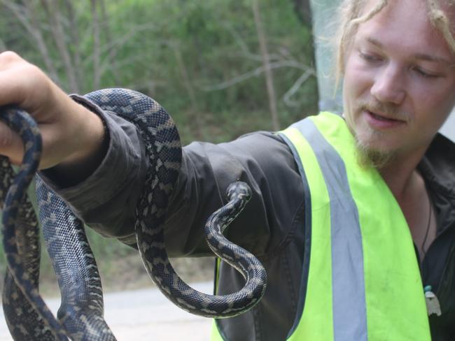 What it’s like to be a snake catcher