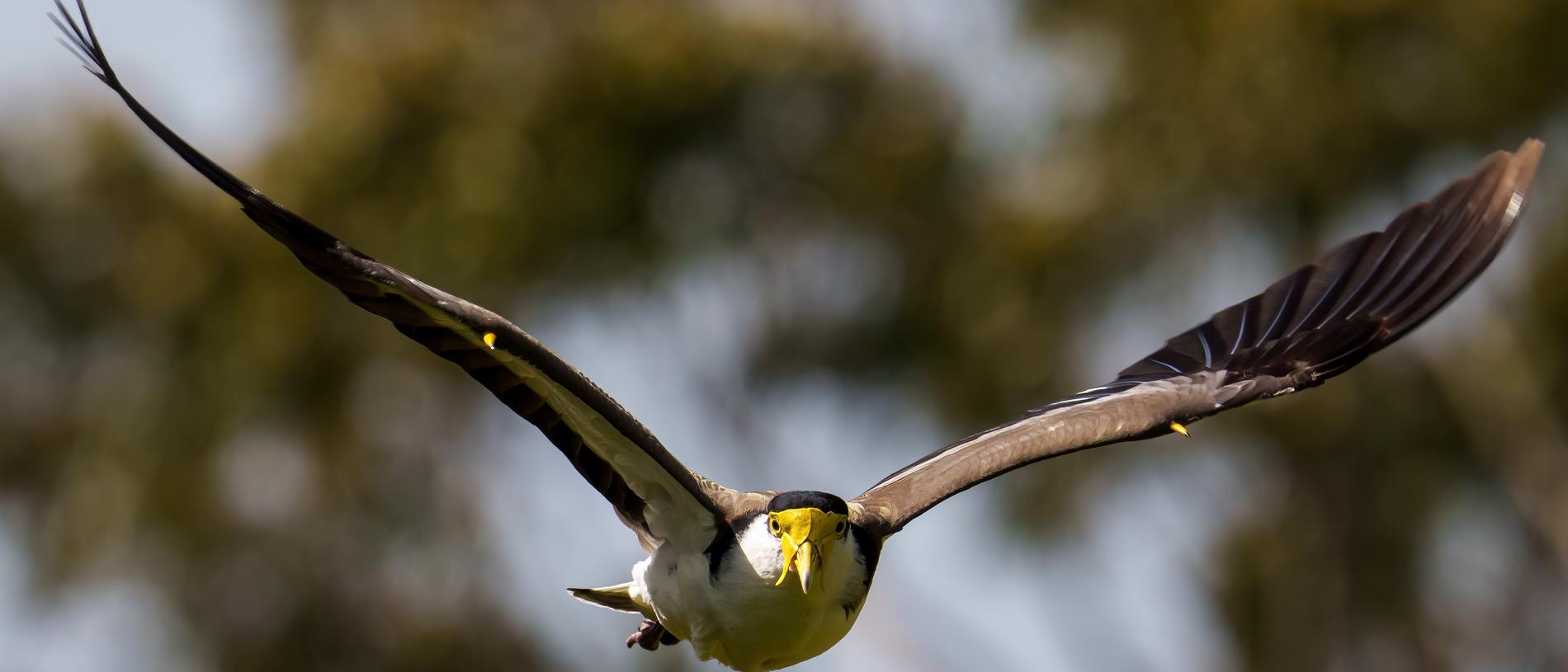 Spur-winged plovers rarely hit their targets but they will keep swooping if people stray too close to their nests.