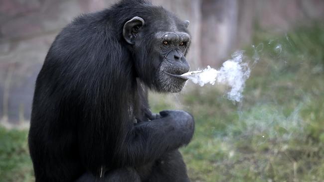 Azalea the smoking chimpanzee at Central Zoo in North Korea | Photos ...