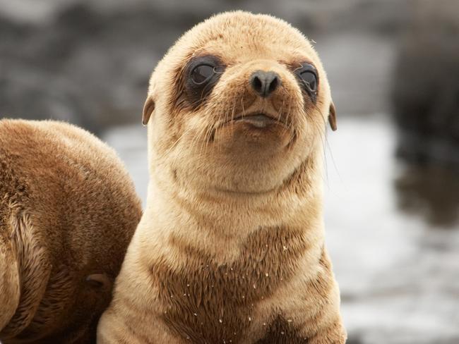 ESCAPE: WISHLIST SOUTH AMERICA - 29 JANUARY 2017 .. Sea lion pup on beach Galapagos Islands. Picture: iStock