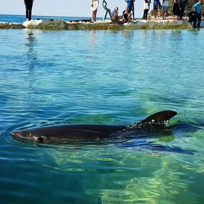A baby great white shark washed up at Suth Steyne before marine rescue took it to Fairy Bower pool in Manly. Source: Instagram/Ali Kate