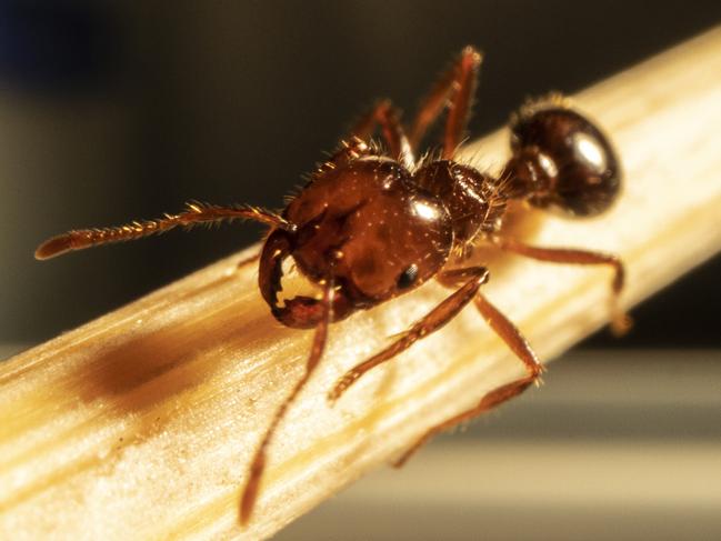 Fire ants are dark reddish-brown with a darker black-brown abdomen and are from two to six millimetres long. Residents and businesses should report any sign of fire ants to the NSW DPI on 1800 680 244