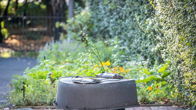 Police are investigating after the Captain Cook statue at Cooks Cottage was removed from its pedestal. Picture: Jake Nowakowski