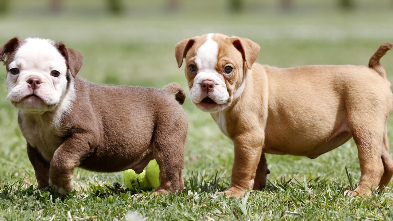 Australian bulldog hot sale