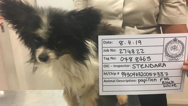 The dogs’ medical conditions were found to have been treatable and could have been prevented. Picture: RSPCA NSW