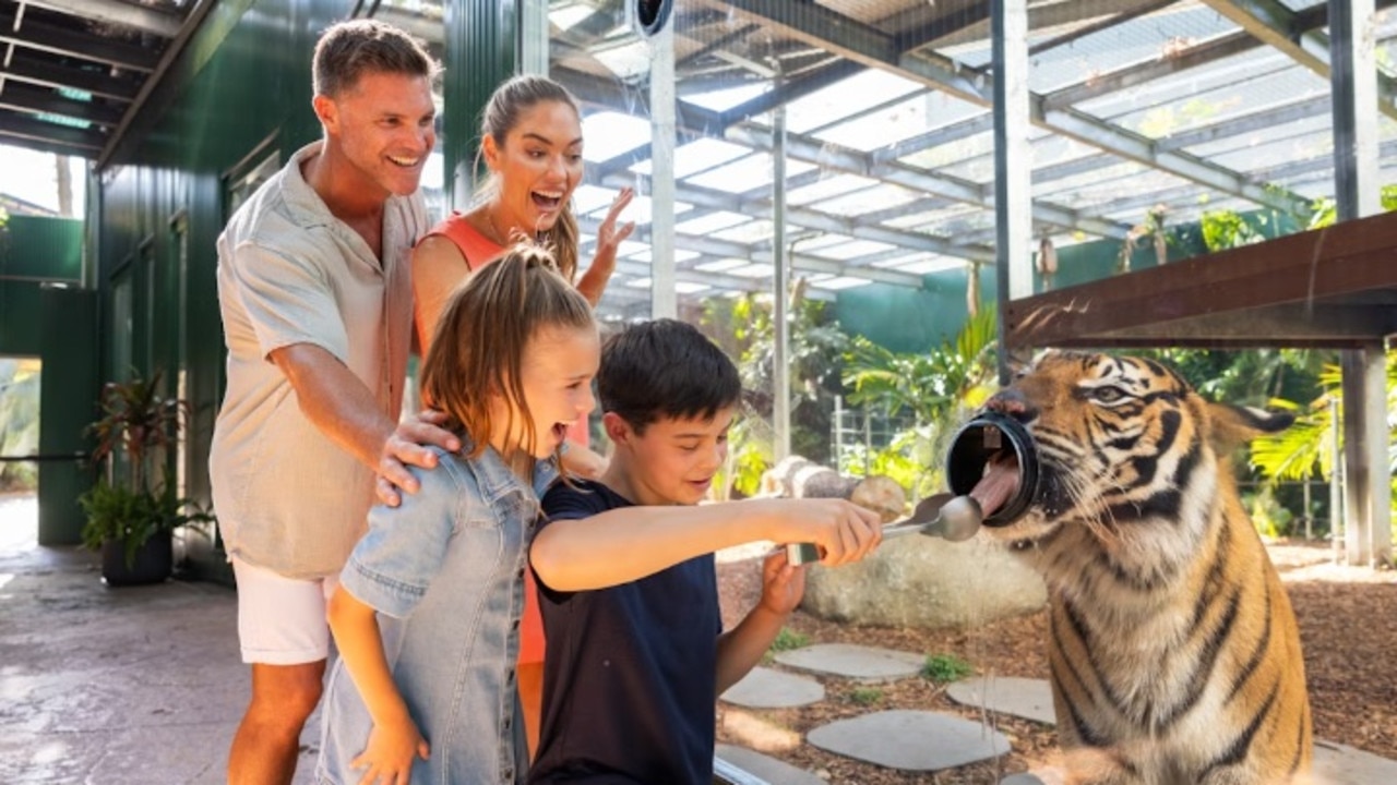 There’s a Tiger Island Up Close exhibit and feed experience. Picture: Dreamworld website