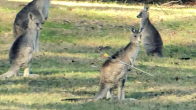 The kangaroos appeared to be attacked.