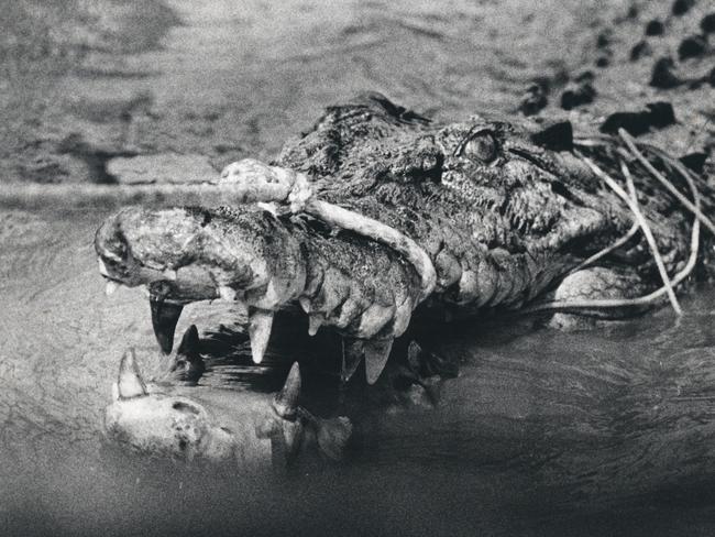 The battled-scarred saltwater crocodile ‘Lucky’ of Kakadu National Park who is at least 50-years-old.