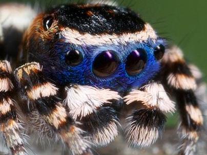 Is this Australia’s cutest spider?