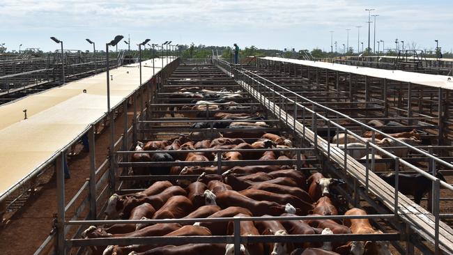 Roma Saleyards facilitated the sale of 244,778 head of cattle in the 2022/23 financial year. Photo: Jacklyn O'Brien.