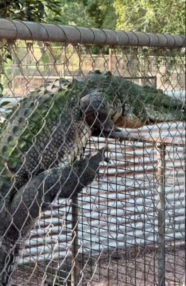 The keeper joked that everyone should 'run' if it went over the fence. Picture: Storyful