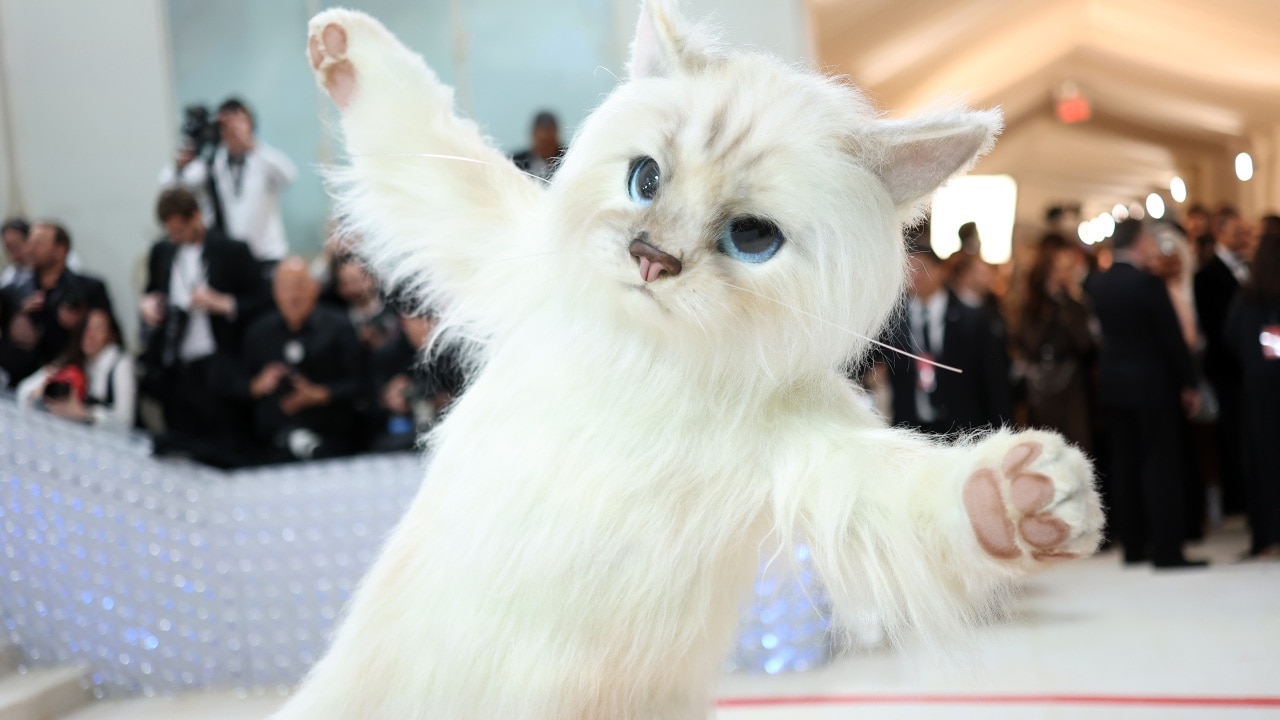 Mystery Alist guest arrives for Met Gala clad in full cat costume