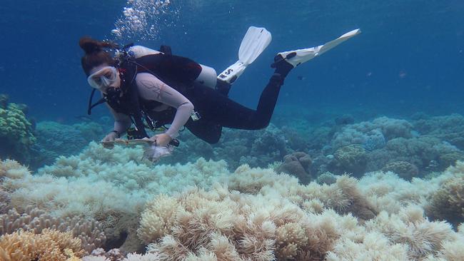 Bleaching damage on the Great barrier Reef. (AAP Image/Greg Torda).