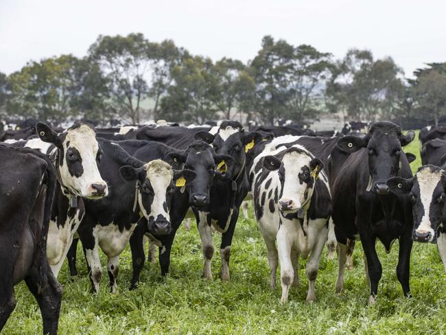 DAIRY: Dairy farmer Samantha AndrewDairy farmer Samantha Andrew on farm at BookaarPictured: Generic dairy farm. Dairy cows. Holstein cows. Milk. Stock photo.Picture: Zoe Phillips