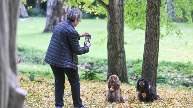 Million Paws Walk at Adelaide Botanic Gardens. Picture: Brenton Edwards