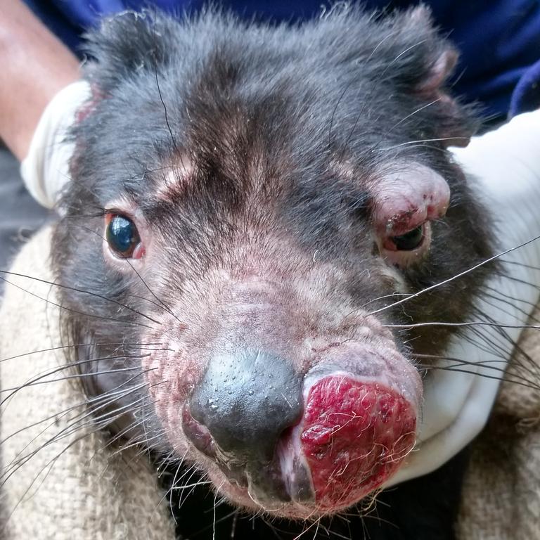 Tasmanian devil with facial tumours. Picture: Manuel Ruiz