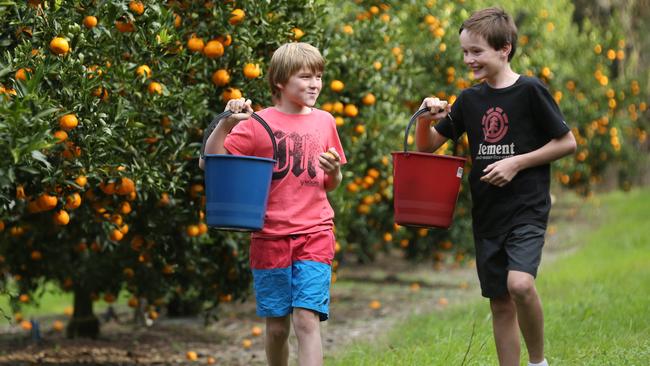 Business is blooming for Sydney’s DIY orchards | news.com.au ...
