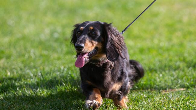 Dog walkers and their dogs at the million paws walk at Queens Domain in Hobart in Sunday 25th May 2025. Picture: Linda Higginson
