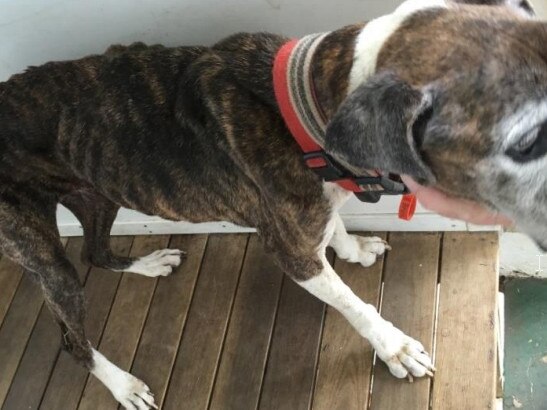 RSPCA Court case against Anthony George Bony of Beaudesert., a brown brindle and white coloured 14.5 year old Boxer dog named, SASHA;