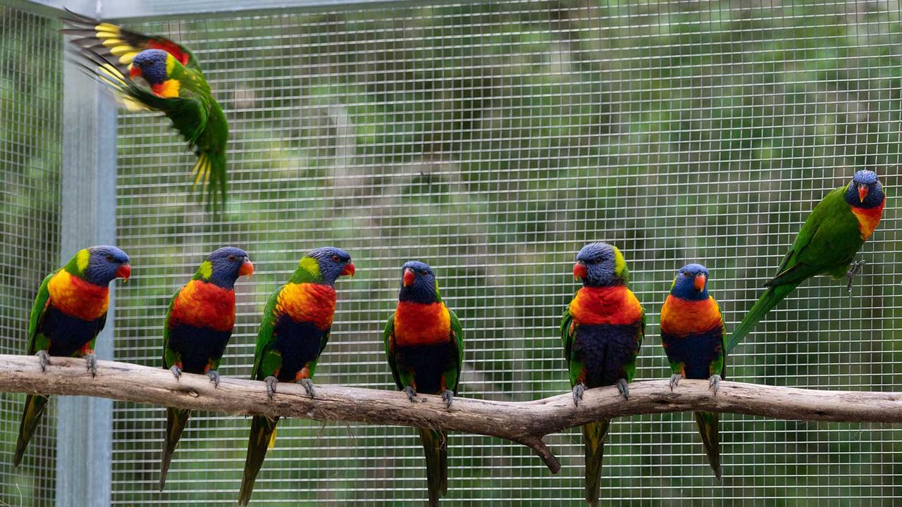 “They’re smart. They’re entertaining to watch. They’re beautiful.” Picture: RSPCA Queensland.