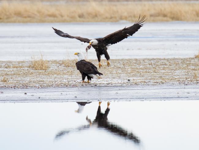Klamath Falls, Oregon. Steve Irwin’s 13-year-old son Robert demonstrates an exceptional talent behind the lens with a series of candid and close-up images of wildlife in their natural habitats. Picture: Robert Irwin