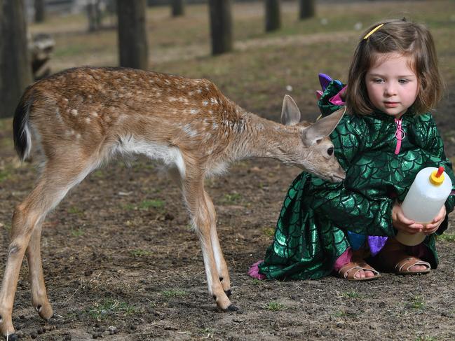 Rose Flaherty celebrates her 4th birthday with fawn Willow at the The Big Goose in Moorooduc. Photo: Julian Smith