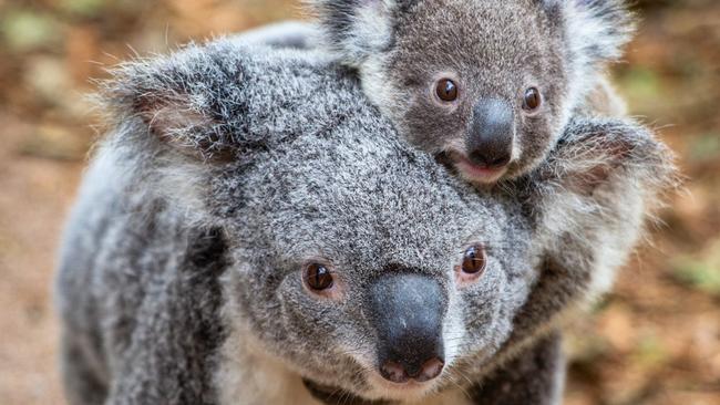 As of Monday visitors to the Lone Pine Koala Sanctuary in Brisbane will no longer be allowed to hold or cuddle a koala. Picture: Lone Pine Koala Sanctuary