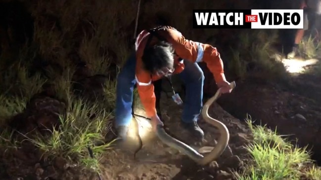 Snake caught on the set of Australian Survivor in Cloncurry