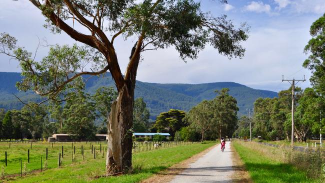 Warburton Rail Trail.