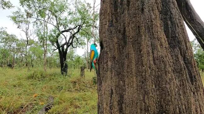 Golden shouldered parrot at Artemis Station