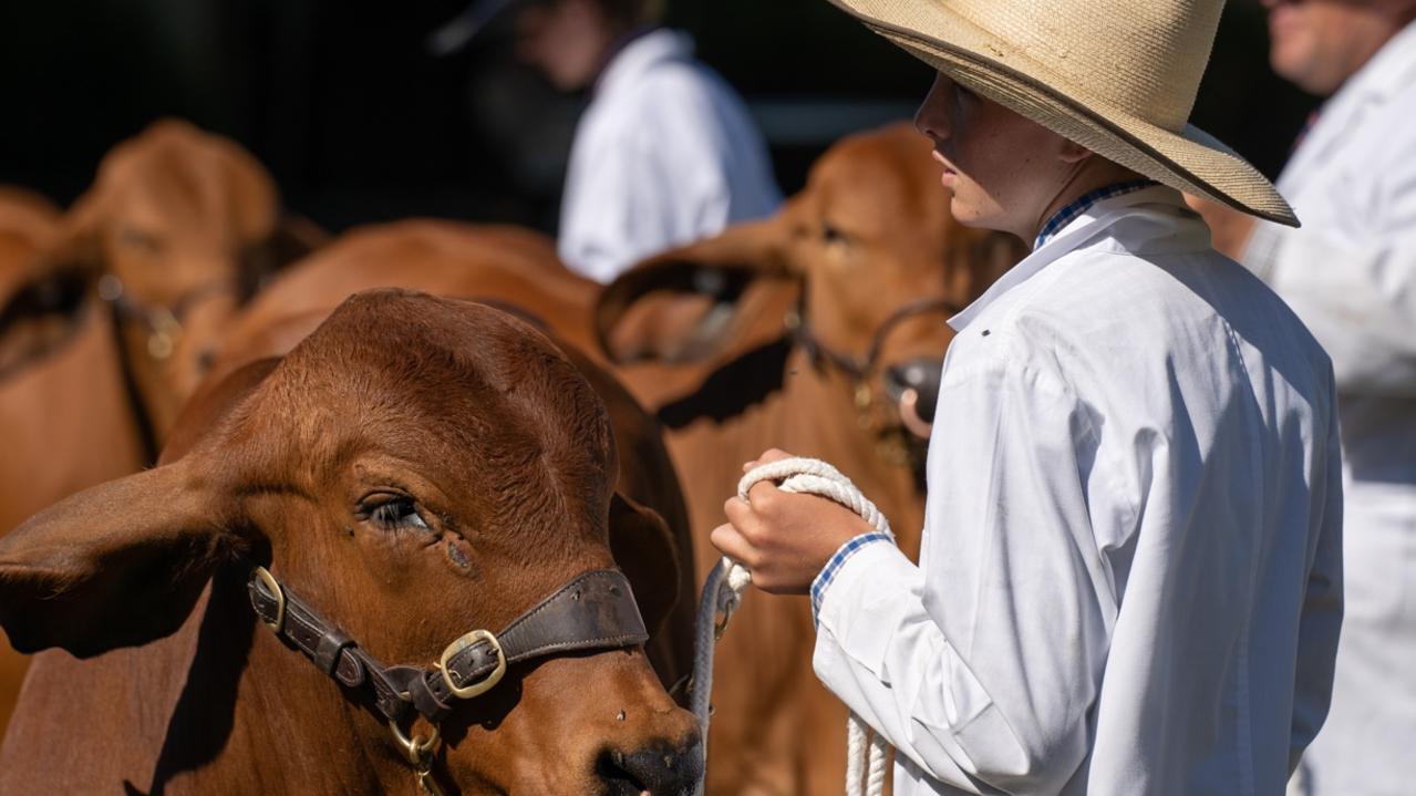 Cattle judging at the Gympie District Show 2023. Picture: Christine Schindler