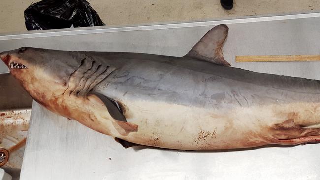 Australian Museum: Sharks Stripped Bare In Aussie First 