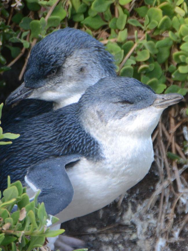 There are concerns about the little penguins at Phillip Island. Picture: Mark Hertzberg/Alamy