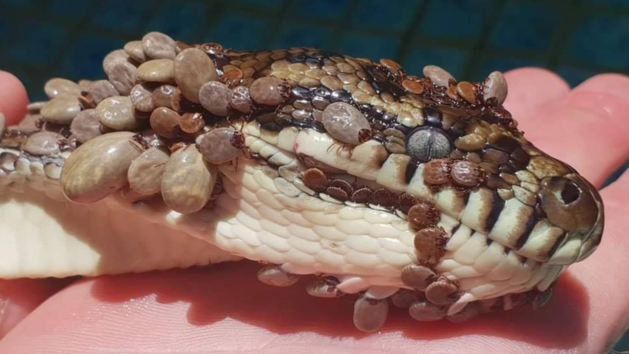 Nike the snake. Gold Coast and Brisbane Snake Catcher Tony Harrison's best photos. Photo: Gold Coast and Brisbane Snake Catcher