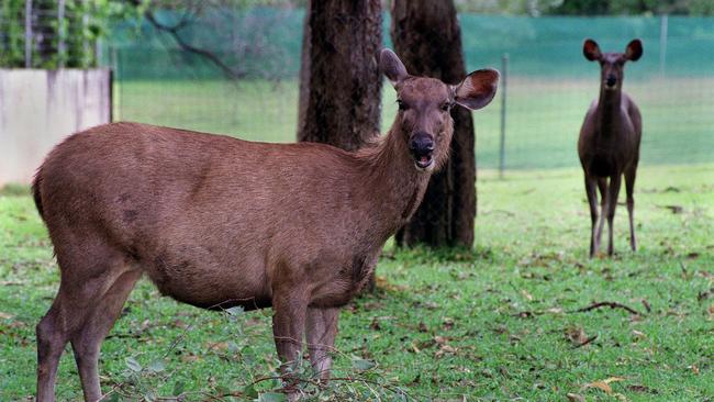 Sambar (pictured), red and fallow deer will be targeted during the aerial shooting trial.